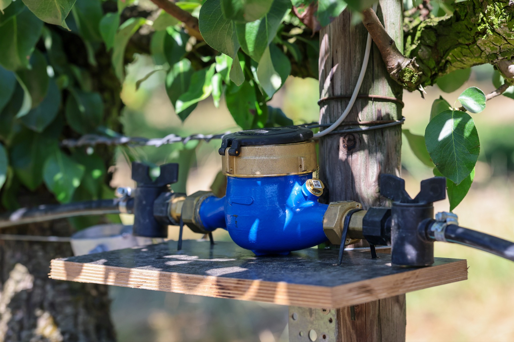 Watermeter met pulsuitgang op een plankje aan een paal in een perenaanplant, tussen twee kranen in de druppelleiding, met de signaalkabel langs de paal naar boven
