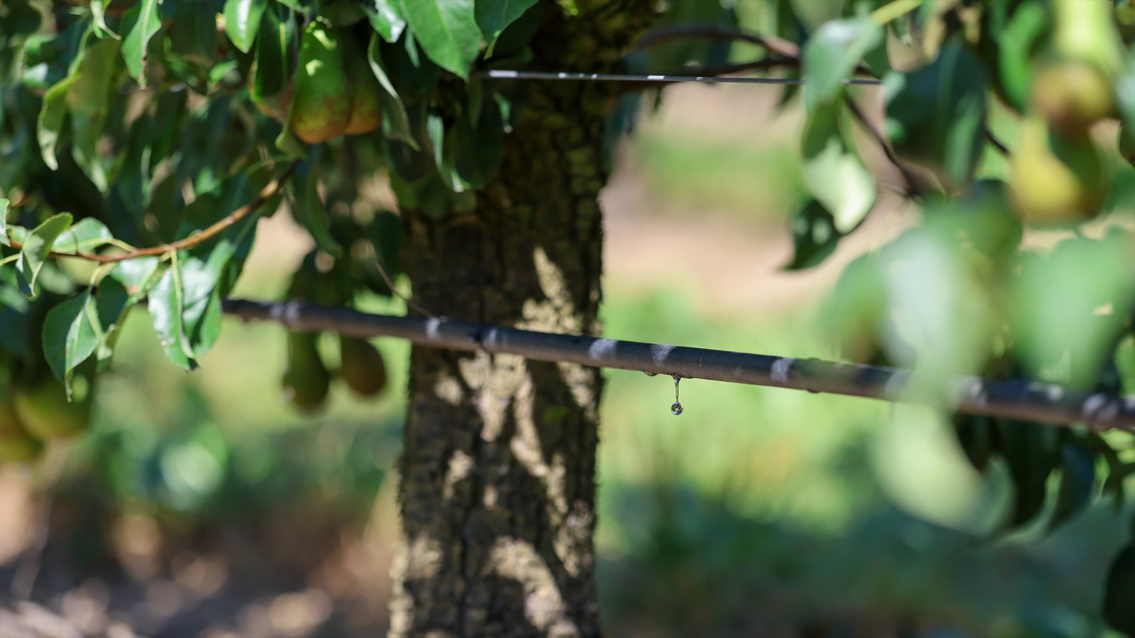 Druppelslang in een perenaanplant, met een waterdruppel aan een druppelaar