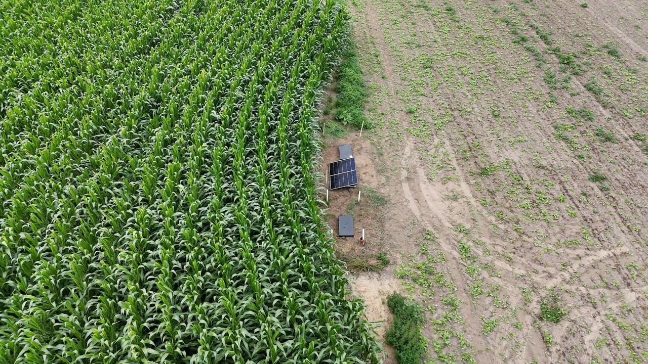 Luchtbeeld van de proefsite in Kinrooi: links een dicht maïsperceel, rechts een perceel met een jong, schraal gewas, en op de grens ertussen de meetopstelling met twee zonnepanelen
